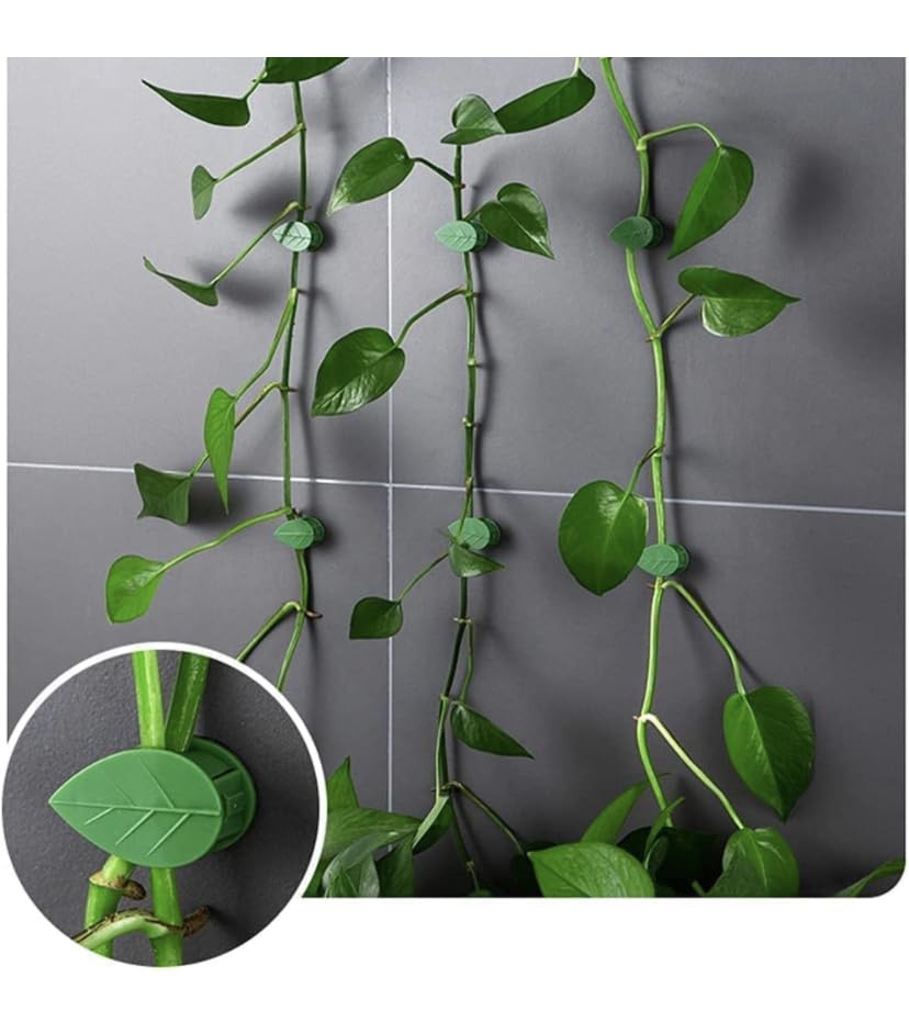plant-climbing-clips-pack-of-30leaf-shape-wall-vine-climbing-clip-money-plant-support-hook-invisible-plant-climbing-wall-fixture-clips_PD802